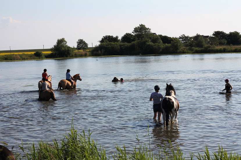 Kinder im See mit Pferden bei Reitcamps Wien