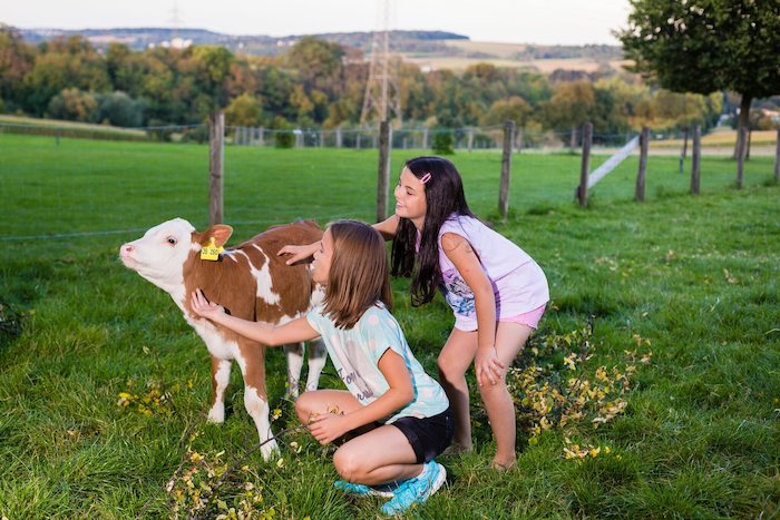 Zwei Mädchen streicheln ein Kalb