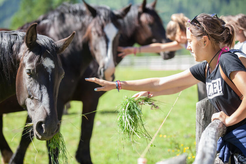 Mädchen füttert ein Pferd mit frischem grünen Gras auf einer Koppel