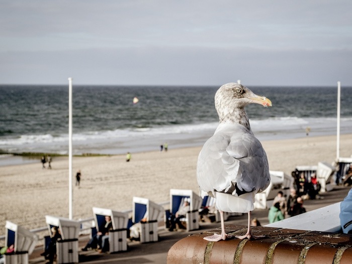 Möwe im Sommercamp auf Sylt