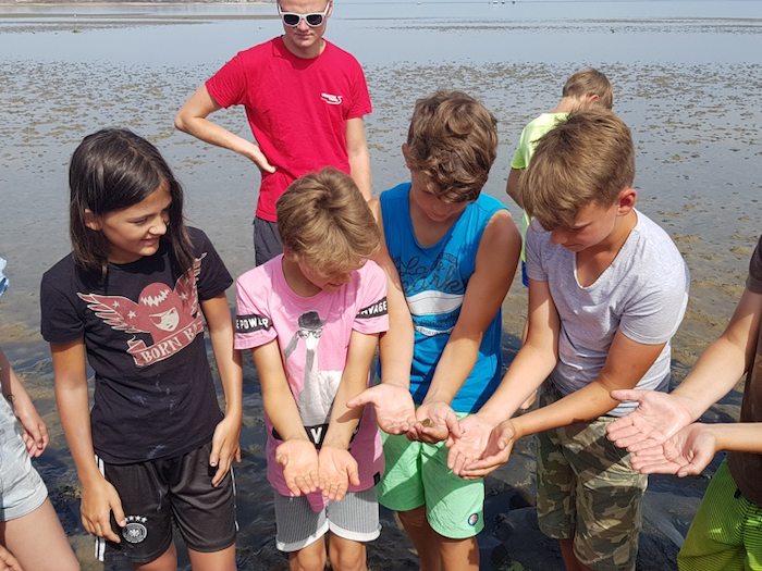 Krabbensammeln beim Wattwandern im Sommercamp auf Sylt