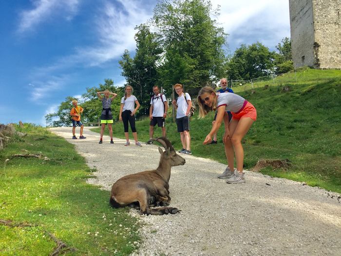 Ein Mädchen füttert eine Ziege im Englisch-Camp Salzburg