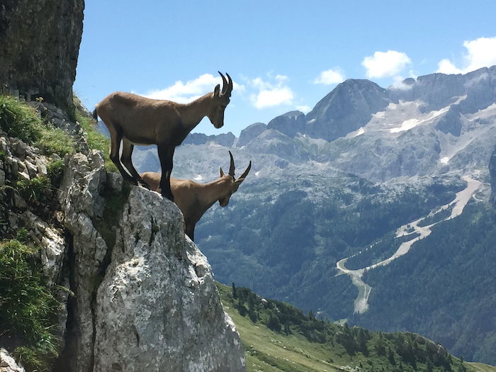 Steinböcke auf der Jugendreise Kärnten