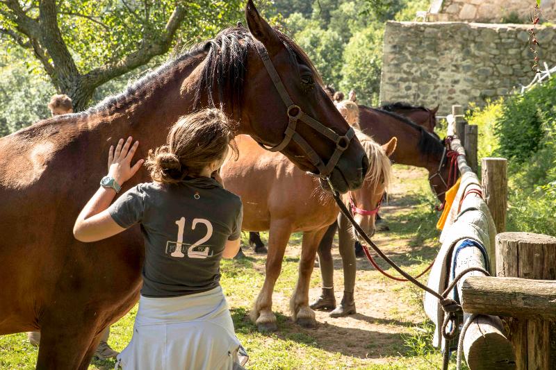 Pferde streicheln auf der internationalen Schülersprachreise Frankreich