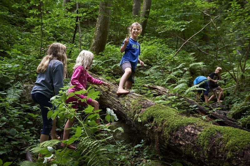 Kinder klettern über Baumstämme welche auf dem Waldboden liegen während eines Ferienlager in Österreich 
