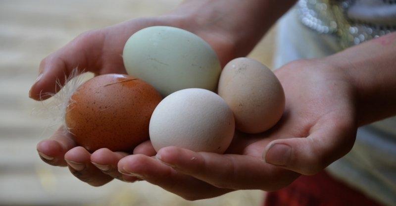 Kind hält Hühnereier im Abenteuerurlaub Kinder Österreich