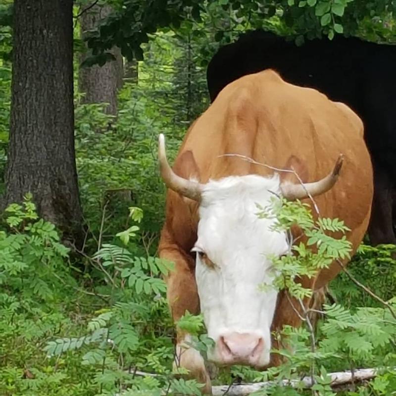 Kuh in der Natur im Tanz-Sommercamp
