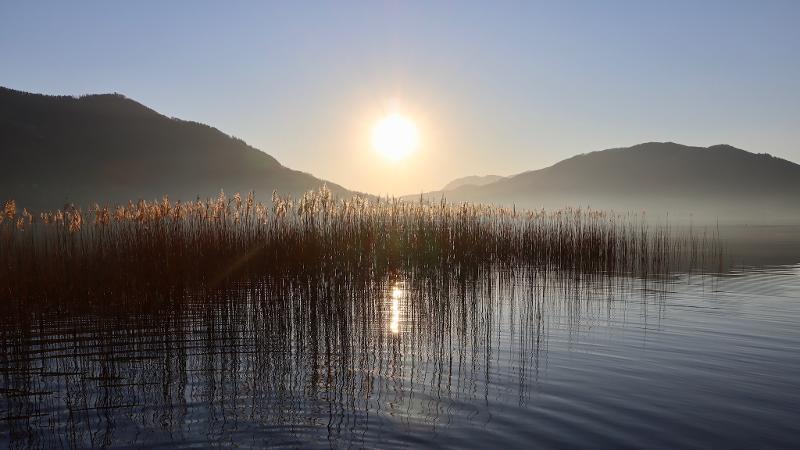 Schilf mit Sonne im Ferienlager am See