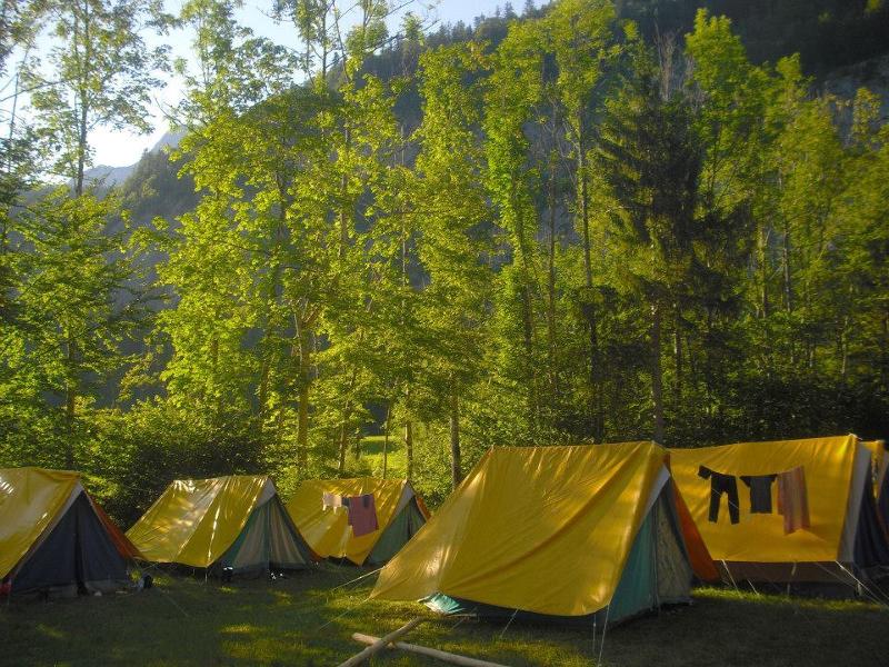 Viele gelbe Zelte stehen in einer Gruppe am Waldrand