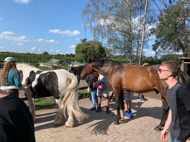 Reitschüler striegeln Pferde bei dem Reiturlaub Tirol