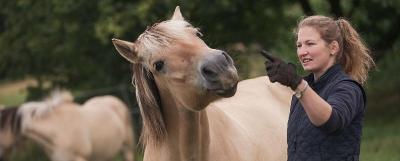 Reit- und Mathecamp Creglingen bei Würzburg - Taubertal